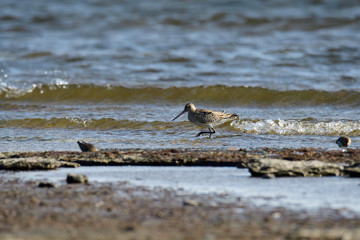 Pfuhlschnepfe im Herbst an der Ostsee