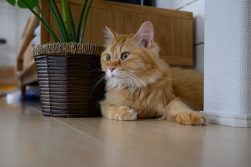 部屋の隅で休む猫（マンチカン）