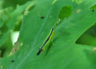 grasshopper insects perched on the green grass leaves