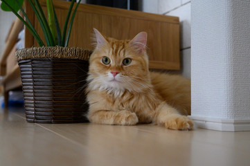 部屋の隅で休む猫（マンチカン）