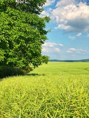 sunny tree with adjoining field