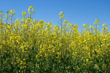 Field of yellow canola flowers, Australia