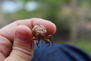 BUG cicada Ecdysis changing Skin
