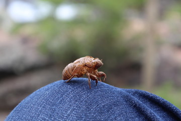 BUG cicada Ecdysis changing Skin