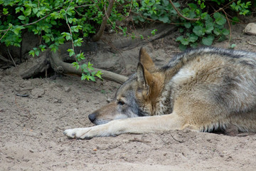 Naklejka na ściany i meble Gray wolf resting in nature during summer. Wild animal