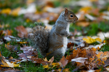 squirrel in the park
