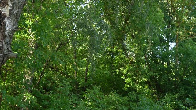 Beautiful sunny summer green leafy forest in countryside