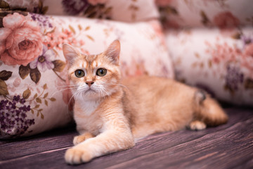 kitten scottish british cat burma munchkin animals