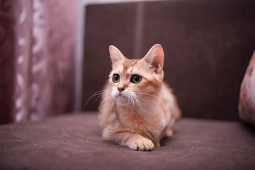 kitten scottish british cat burma munchkin animals