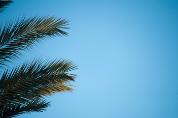 Fototapeta na wymiar palm trees with blue sky, space for text