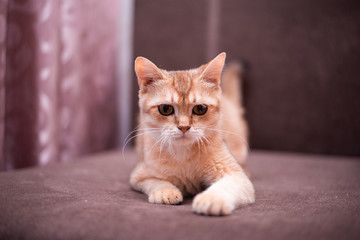 kitten scottish british cat burma munchkin animals