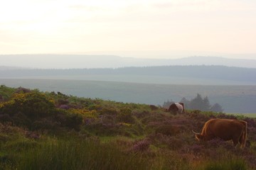 Dartmoor Cows grazing in the various fields of flowers during summer
