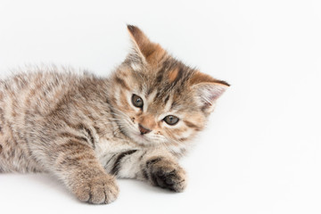 cute striped kitten lying on a white background