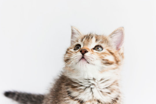 the cute face of a tabby kitten looks up against a white background