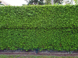 Grüne Hecke von Thuja Lebensbäumen als Sichtschutz