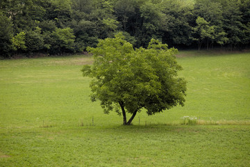 Lonely tree in green field in Marostica valley