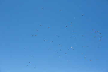 Many birds flies against the blue sky