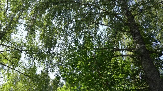 Beautiful sunny summer green leafy forest in countryside