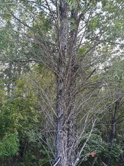 dead trees in the forest