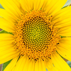 Coeur de fleur de Tournesol