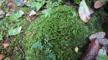 岩に着生するコバノチョウチンゴケです
すこし固めな印象で、黄緑も濃いです