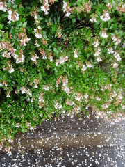 朝の雨上りのアベリアの生垣