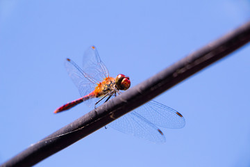 Macro dragonfly in the sky. Orange insect on the wire. Nature bug.