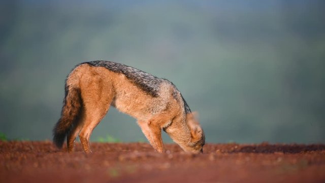 Black-backed jackal eating prey, Natal - South Africa