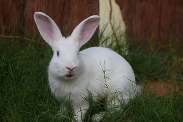white rabbit in the grass