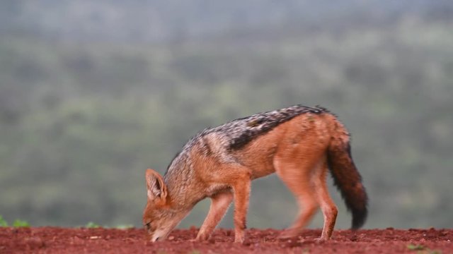 Black-backed jackal, pulls a piece of meat from the ground