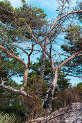 storage tree is very large, against the sky.