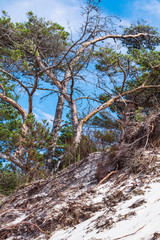 storage tree is very large, against the sky.