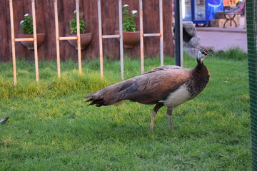 peacock in the grass