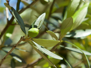 Green growing olive close up on a picturesque deciduous tree on a sunny day. Picturesque natural background for agriculture, postcards, wallpaper. Blurred background