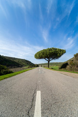 Empty road with isolated tree on the right side of the street and blue sky. Road in the rural countryside landscape