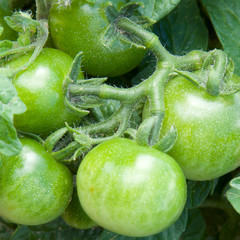 Bunch of green unripe growing tomatoes in extreme close-up. Organic farming illustration