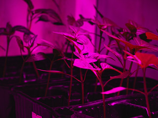 Home plants under a pink light