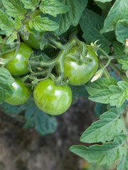 Bunch of green unripe growing tomatoes after flowering close-up on blurred background. Organic farming illustration