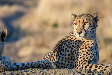 Portrait of a male cheetah (Acinonyx jubatus) in the evening sunlight of the Madikwe Reserve, South Africa