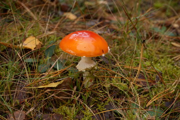 muchomor  © Marcin Łazarczyk