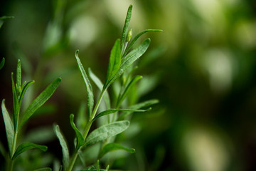 Obraz premium Lavender branch growing in a backyard garden