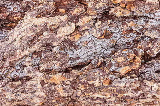 Close-up tree bark, beautiful texture. Background natural abstract image, copy space.