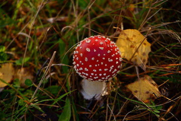 muchomor  © Marcin Łazarczyk