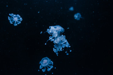 méduses à travers la vitre d'un aquarium