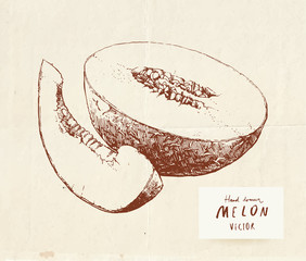 Vintage drawing of ripe sugary melon, sliced and cut in half