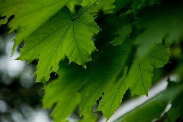 Green maple leafs hanging off a tree