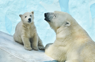 Fototapeta na wymiar two polar bears