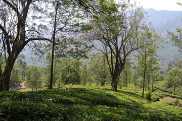trees in munnar