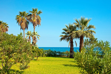 Fototapeta na wymiar Palm trees on Playa del Penoncillo beach Torrox Costa Axarquia Andalusia Costa del Sol Spain