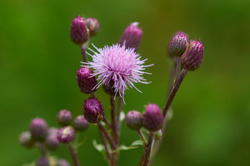 Fototapeta premium Blüten der Acker-Kratzdistel (Cirsium arvense)